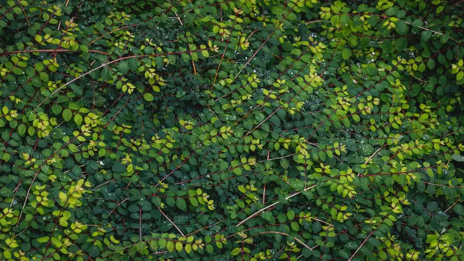 Greens & Outdoors at RAYMOND QUEENSCOURT, Nirmal Nagar, Mumbai