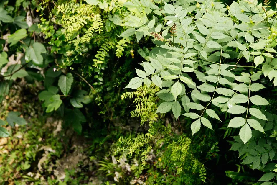 Greens & Outdoors at RAYMOND WAGHOLI, Pune