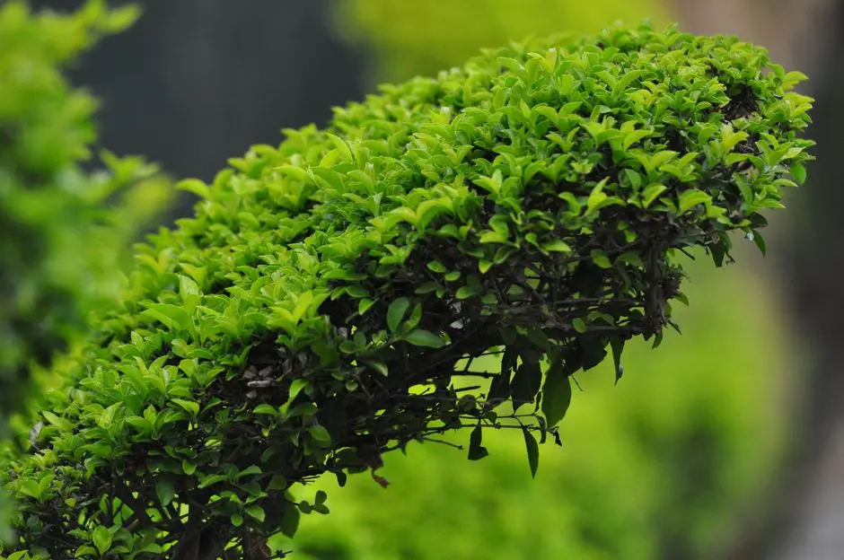Greens & Outdoors at RAYMOND AASHIYANA, Vartak Nagar, Thane