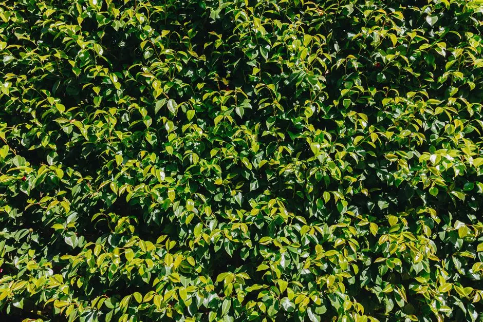Greens & Outdoors at RAYMOND MAHIM 1, Mahim West, Mumbai
